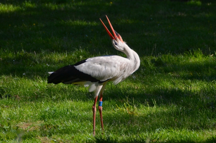 A photo of a white stork with its head facing upright